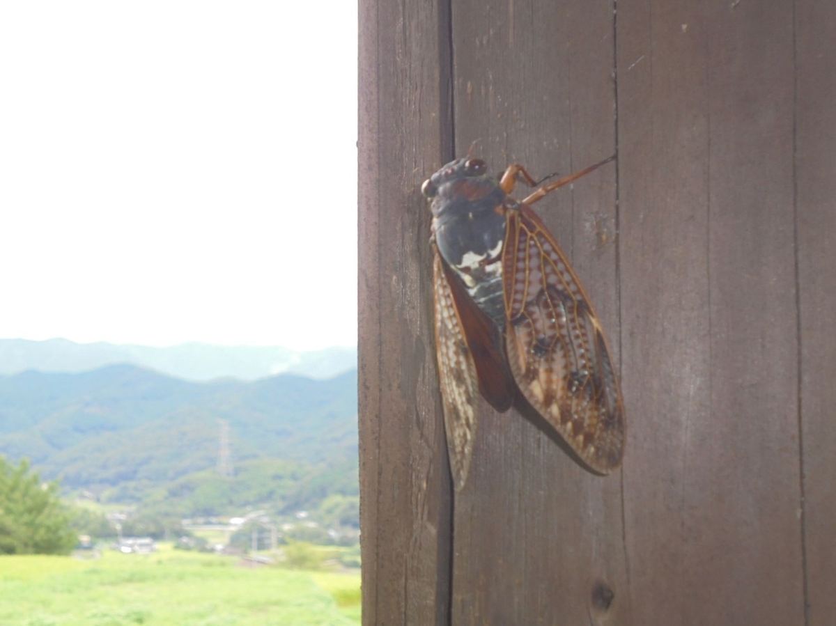 f:id:kon3815:20210822002729j:plain