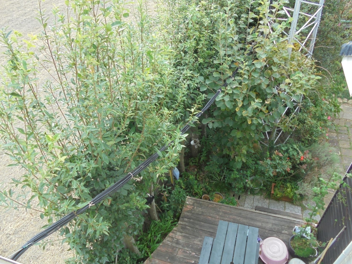 自宅庭の剪定 樫の木防風林 工作工房製作奮闘記