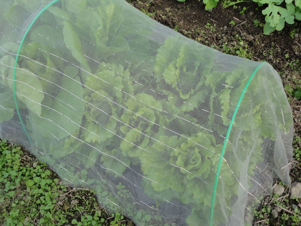 f:id:kon3815:20211106004833j:plain