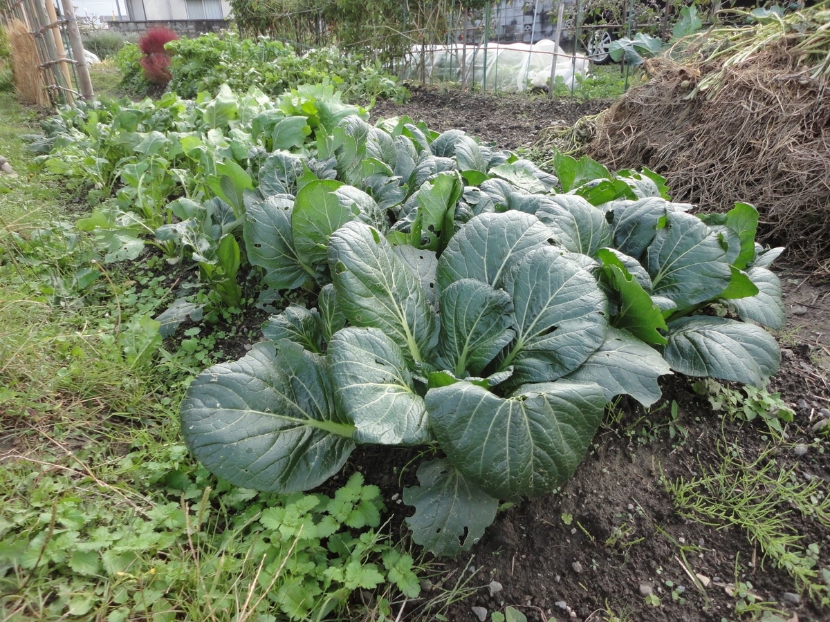 f:id:kon3815:20211111235504j:plain