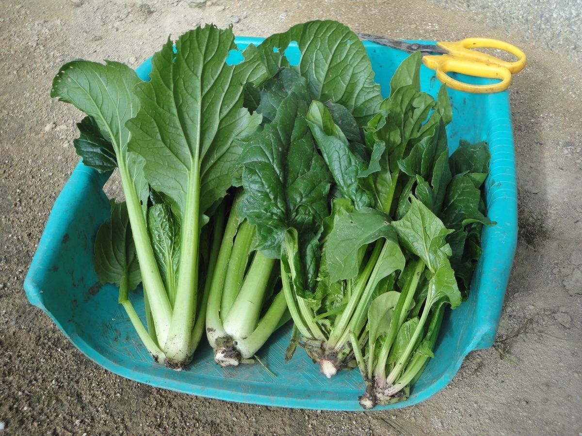 f:id:kon3815:20211111235638j:plain