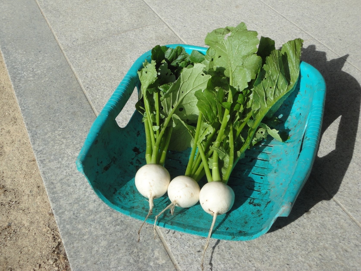 f:id:kon3815:20211112000054j:plain