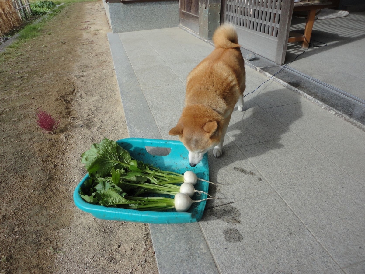 f:id:kon3815:20211112000203j:plain