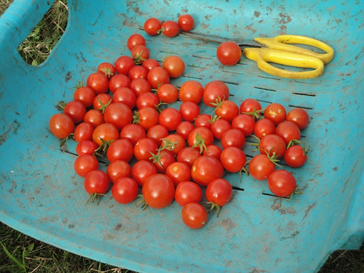 f:id:kon3815:20211112000532j:plain