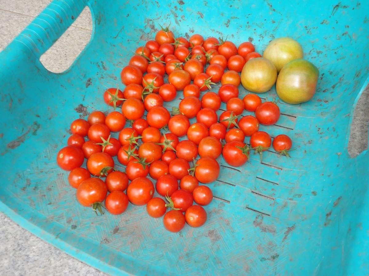 f:id:kon3815:20211126001326j:plain