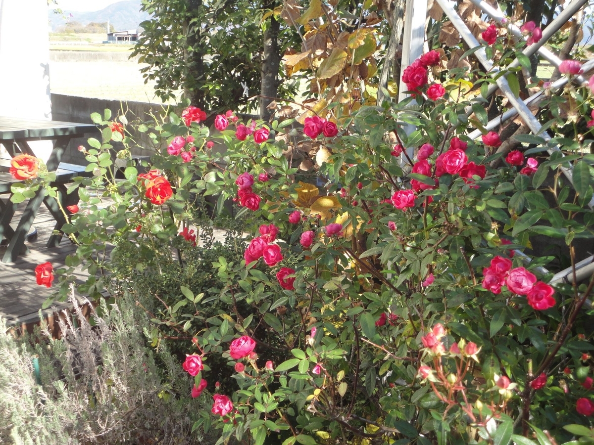 f:id:kon3815:20211214235157j:plain