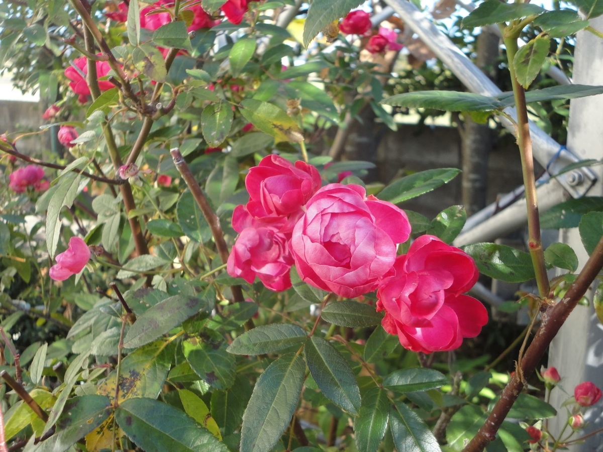 f:id:kon3815:20211214235355j:plain