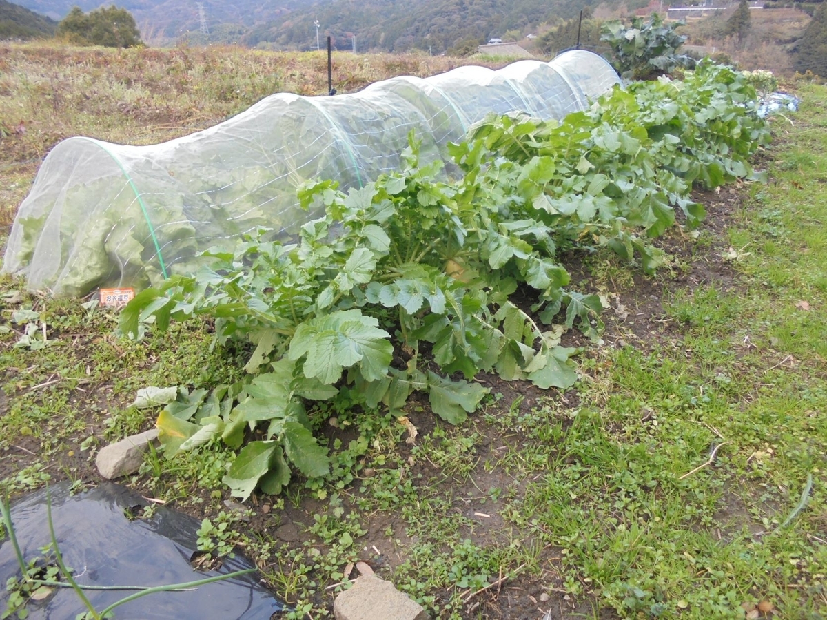 f:id:kon3815:20211221003834j:plain