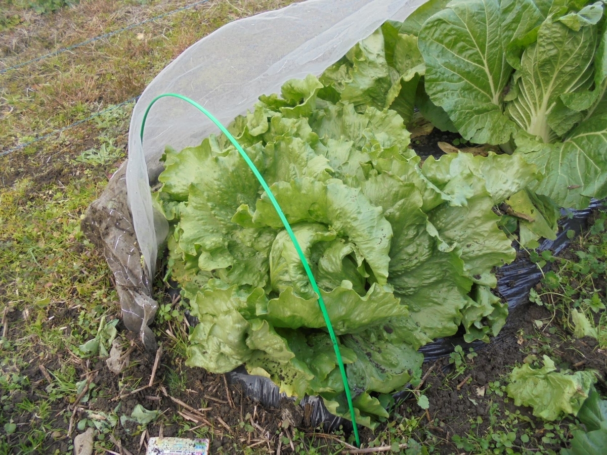 f:id:kon3815:20211221004045j:plain