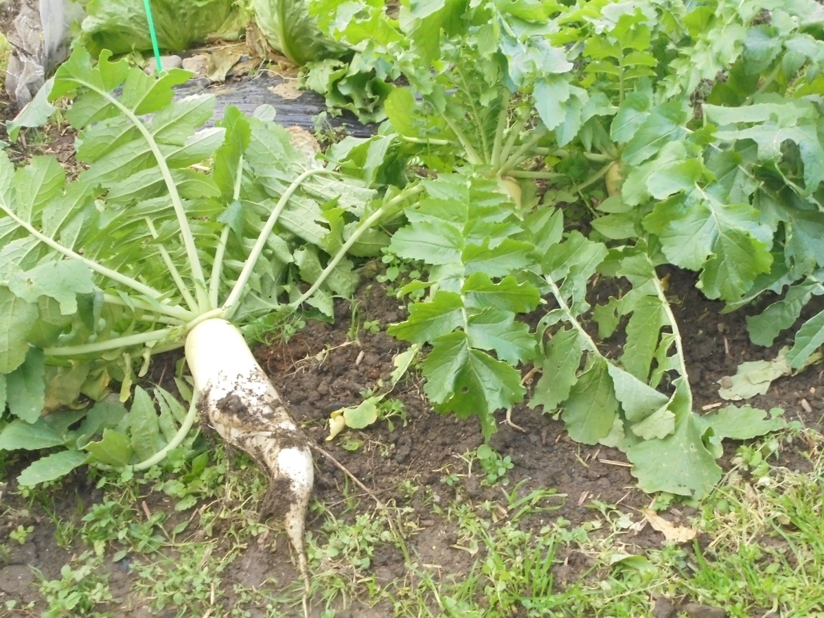 f:id:kon3815:20211221004430j:plain