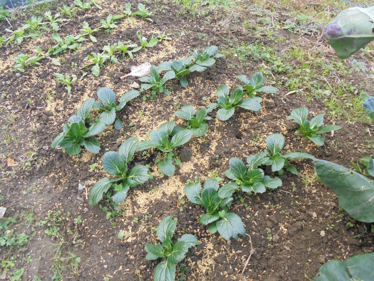 f:id:kon3815:20211221005127j:plain