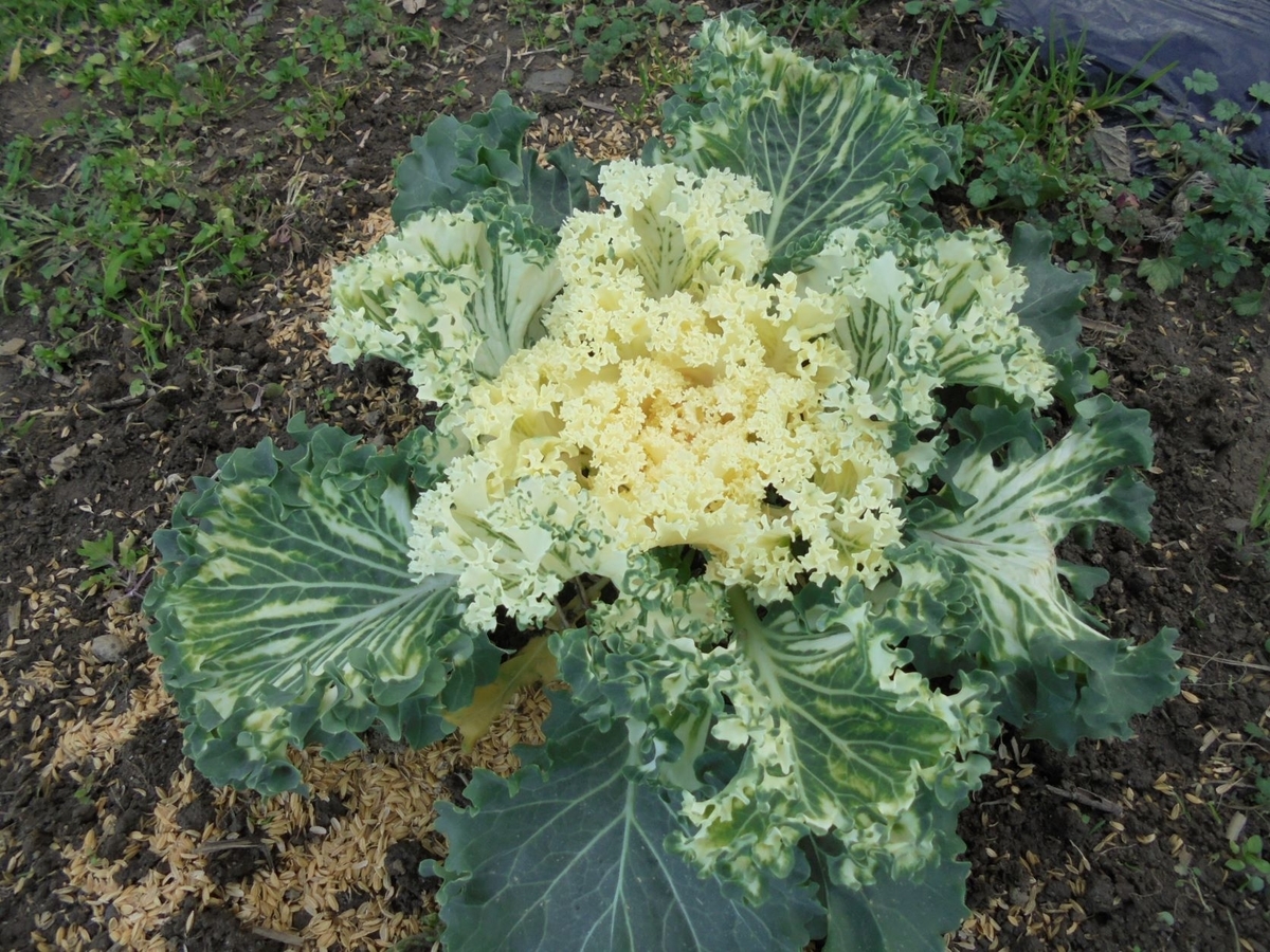 f:id:kon3815:20211221005238j:plain