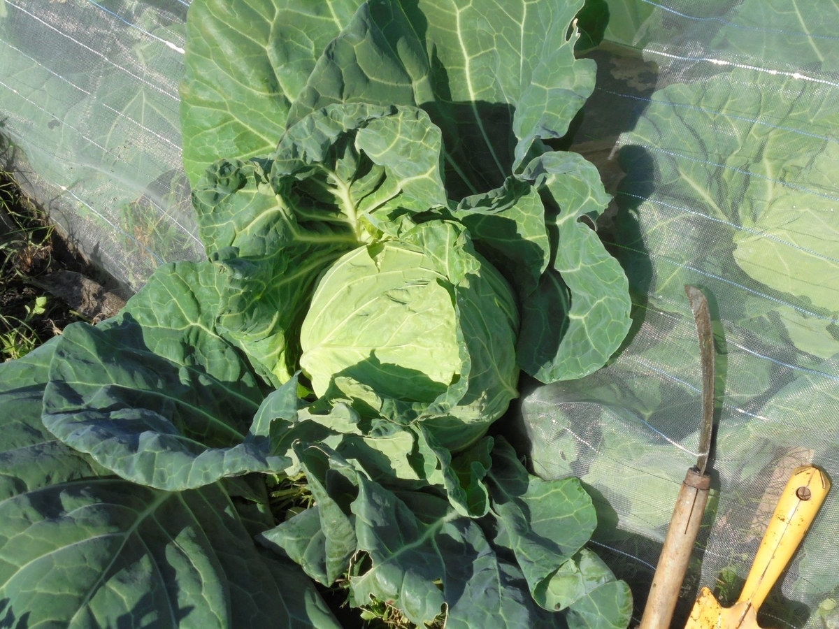 f:id:kon3815:20211224000945j:plain