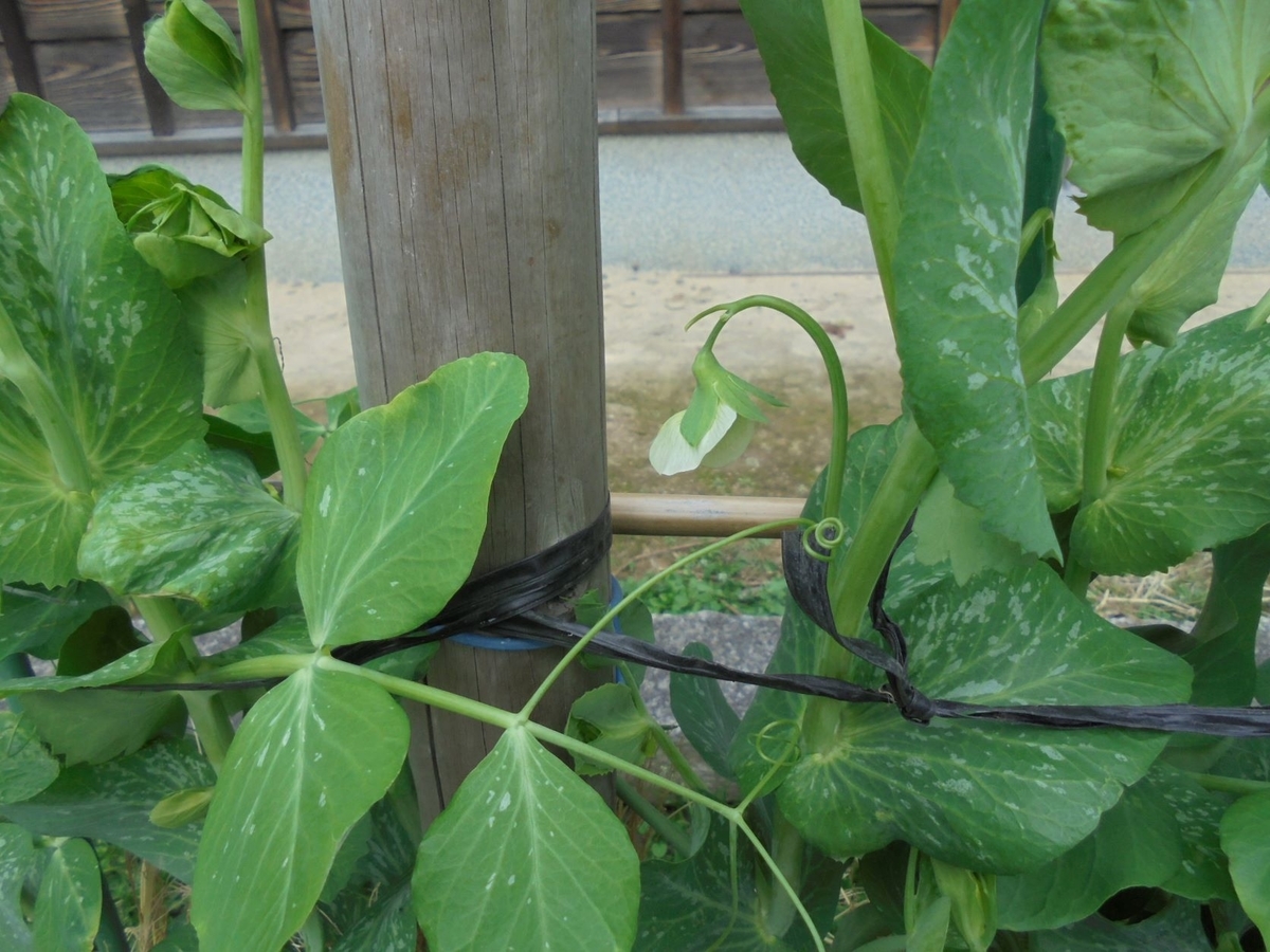 f:id:kon3815:20211224001159j:plain