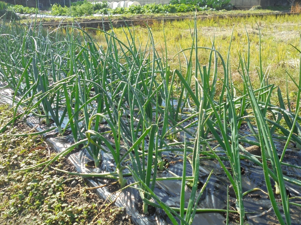 f:id:kon3815:20211224001315j:plain