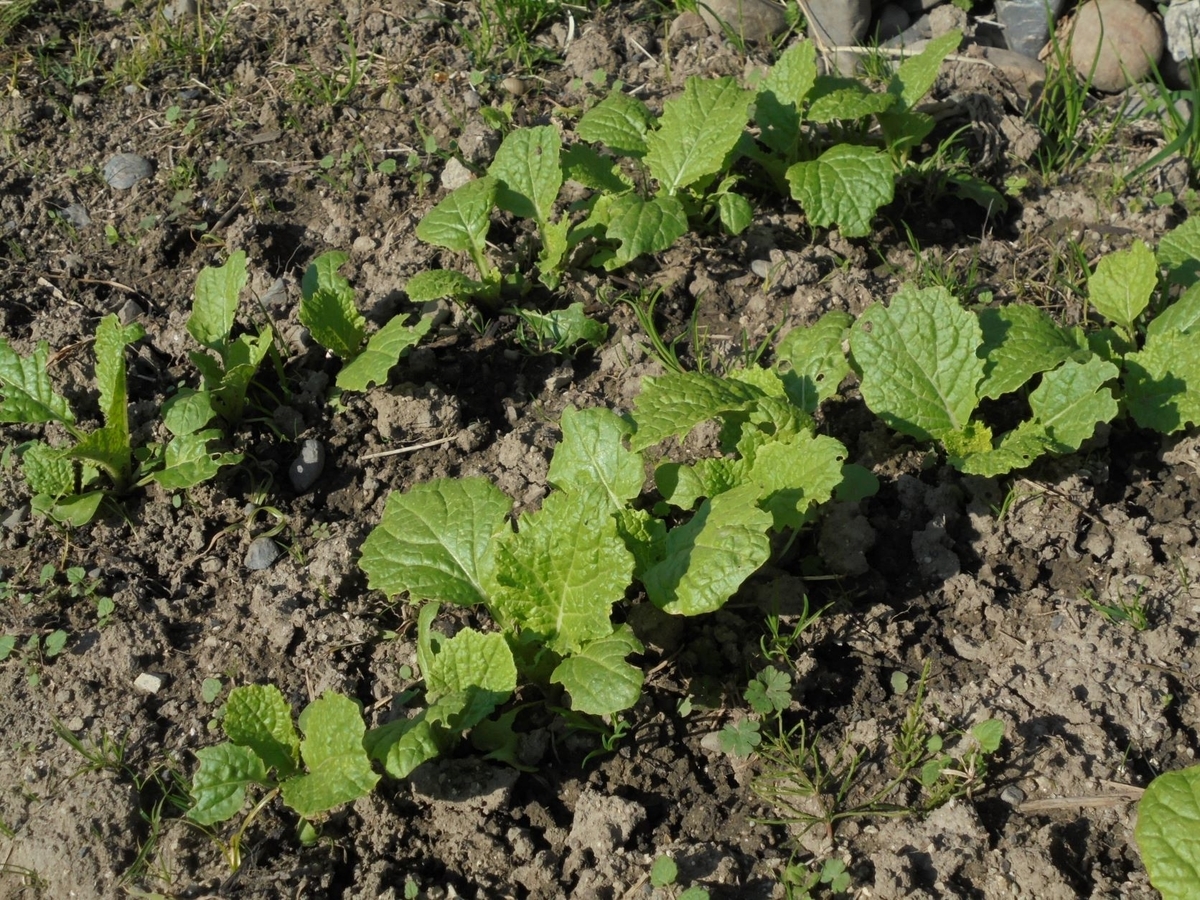 f:id:kon3815:20211224001654j:plain