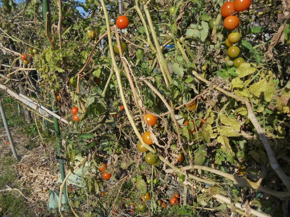 f:id:kon3815:20211226003303j:plain