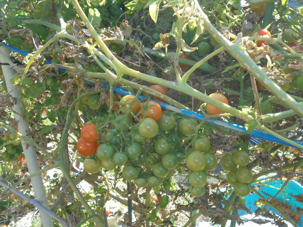 f:id:kon3815:20211226003504j:plain