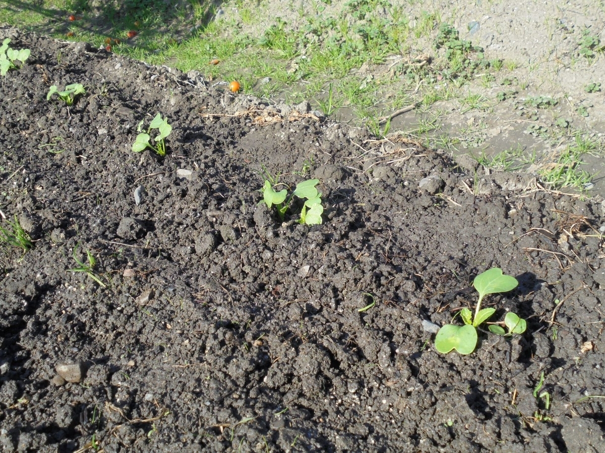 f:id:kon3815:20211226003626j:plain