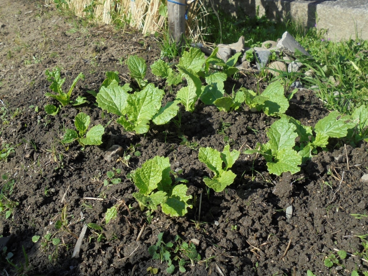 f:id:kon3815:20211226003832j:plain