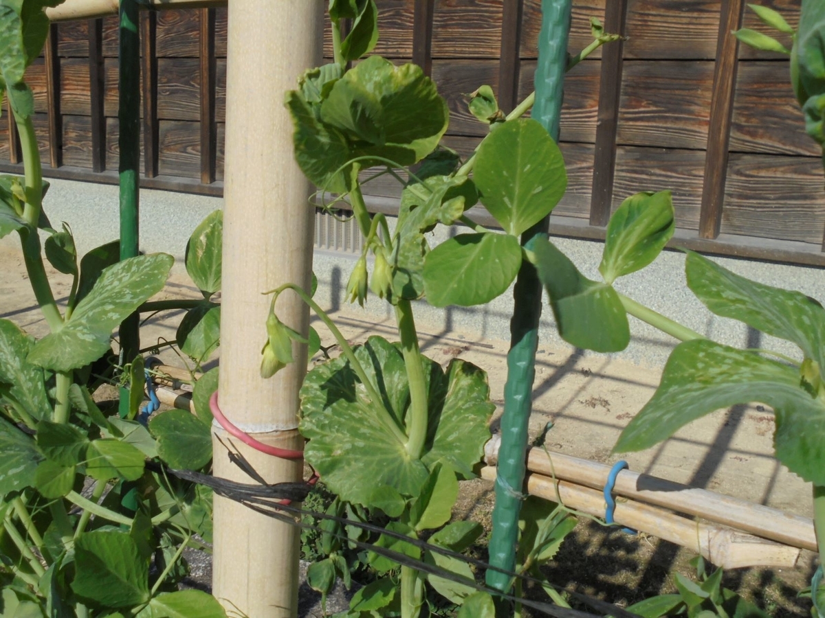 f:id:kon3815:20211226005141j:plain