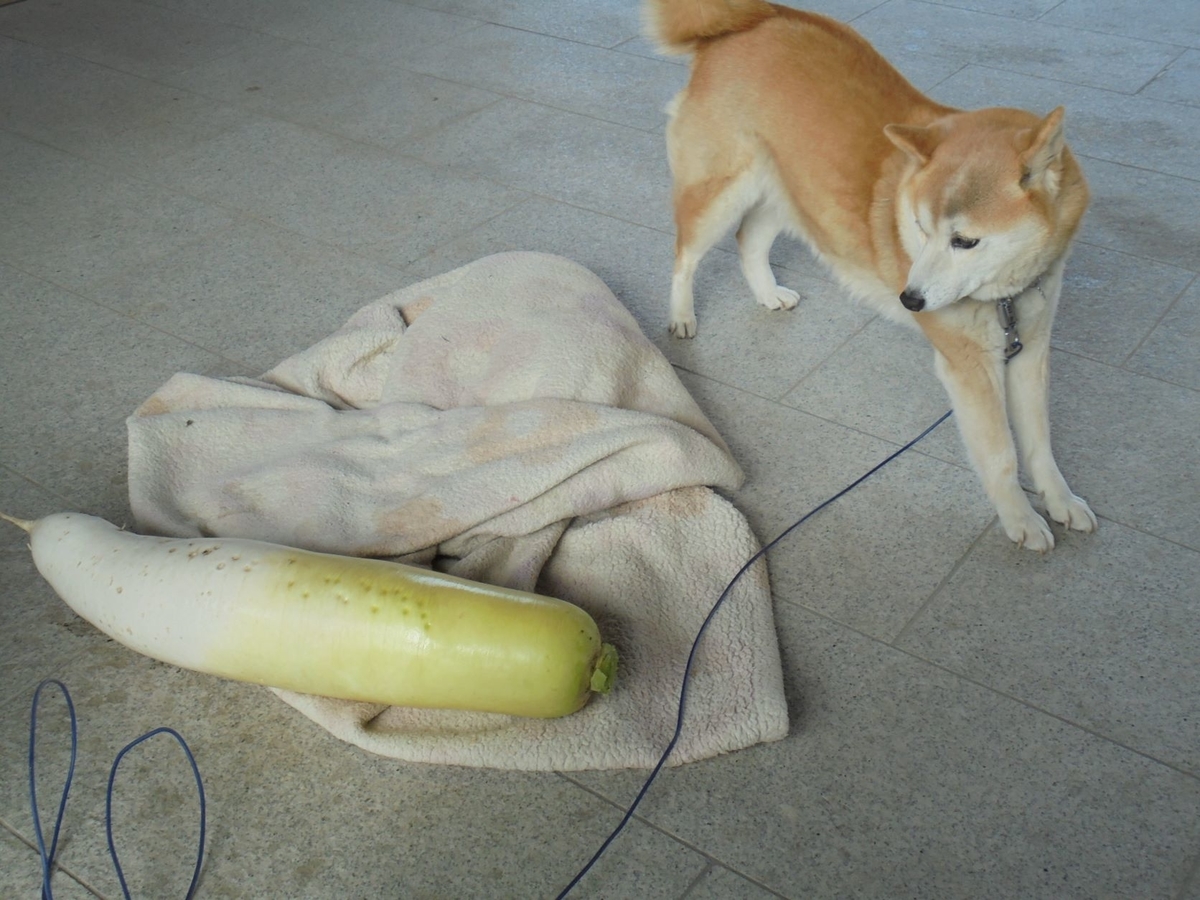 f:id:kon3815:20220110000409j:plain