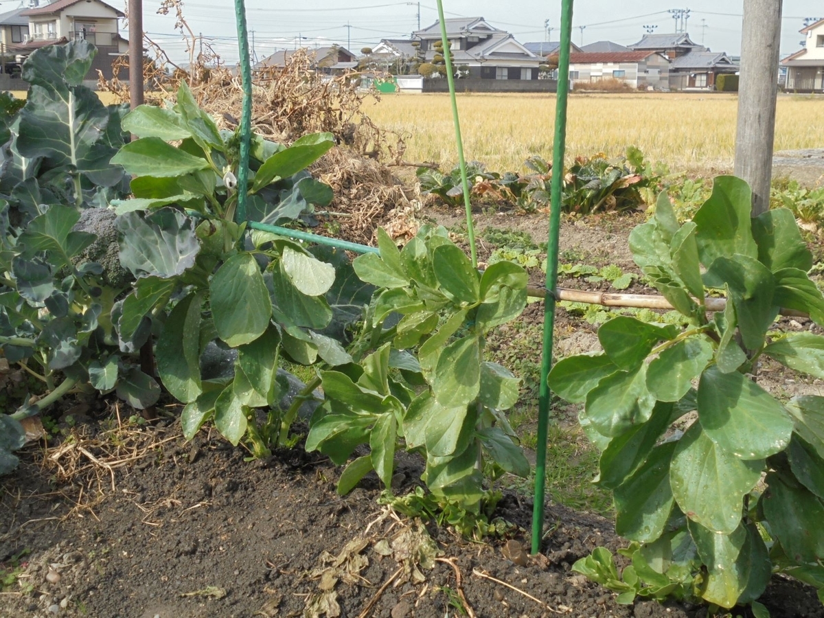 越冬野菜とは 人気 最新記事を集めました はてな