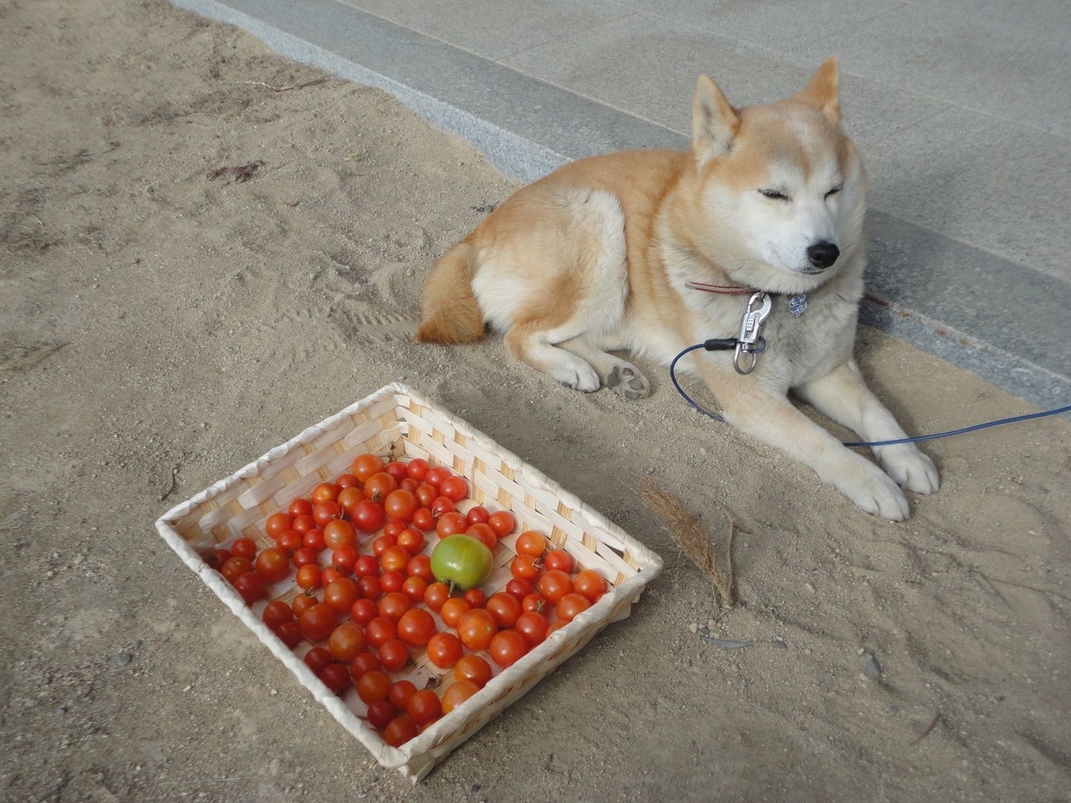 f:id:kon3815:20220121003958j:plain