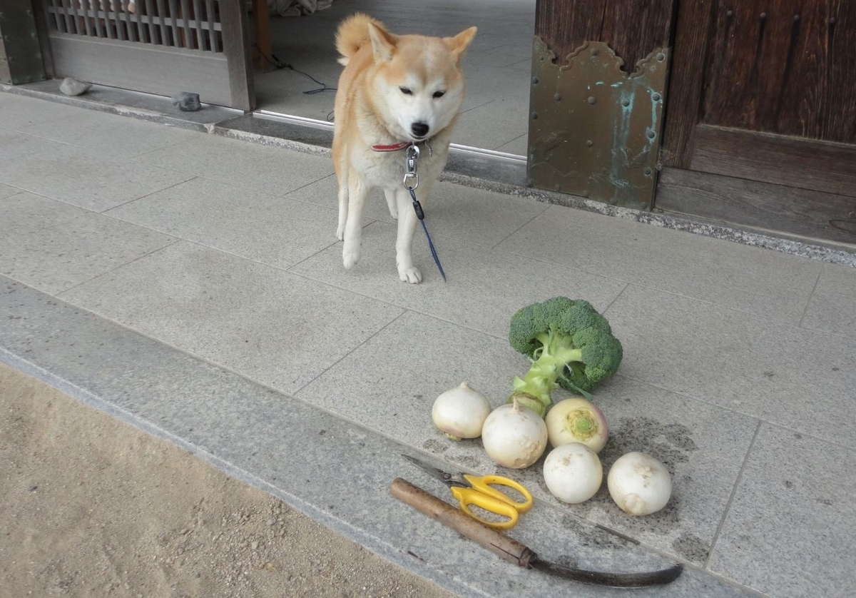 f:id:kon3815:20220121005416j:plain
