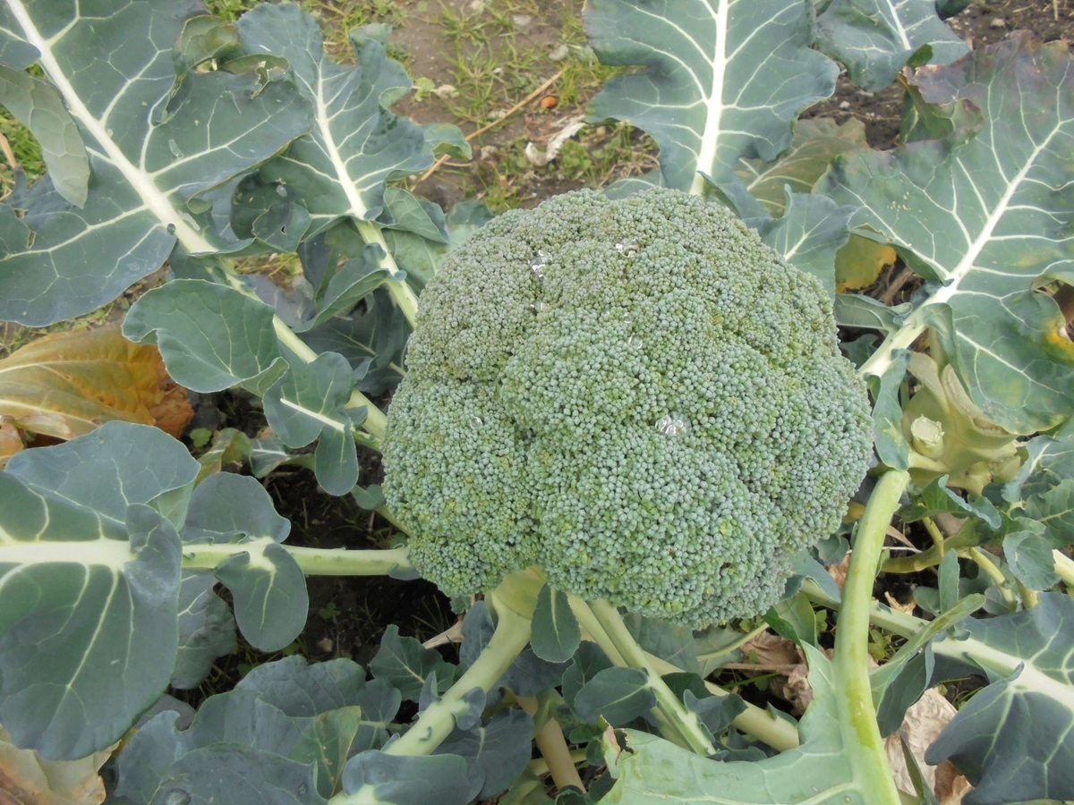 f:id:kon3815:20220126000000j:plain