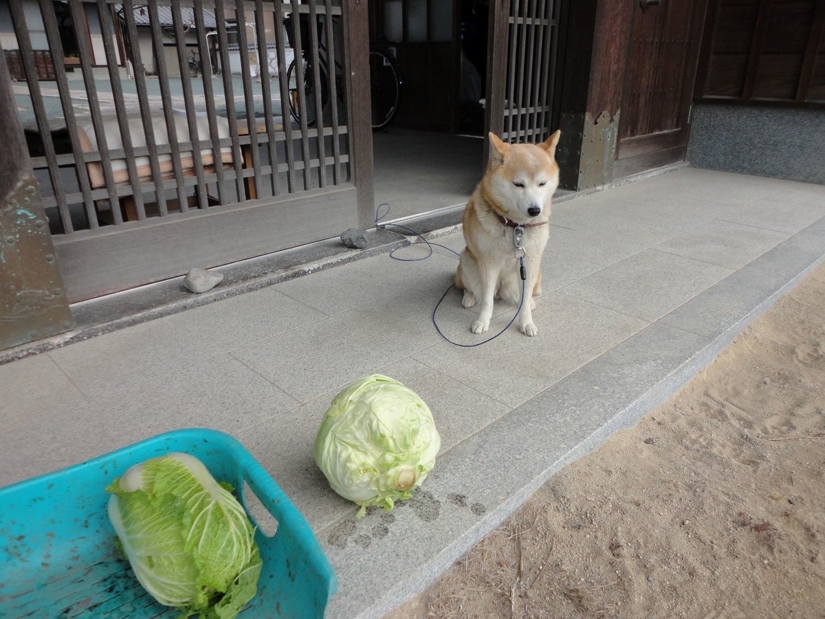 f:id:kon3815:20220202000500j:plain