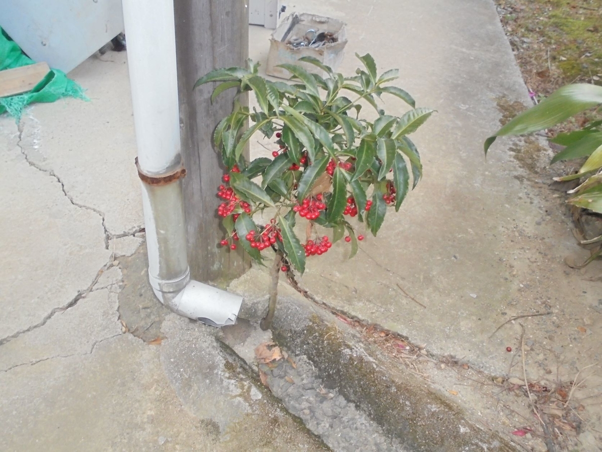 f:id:kon3815:20220211002706j:plain