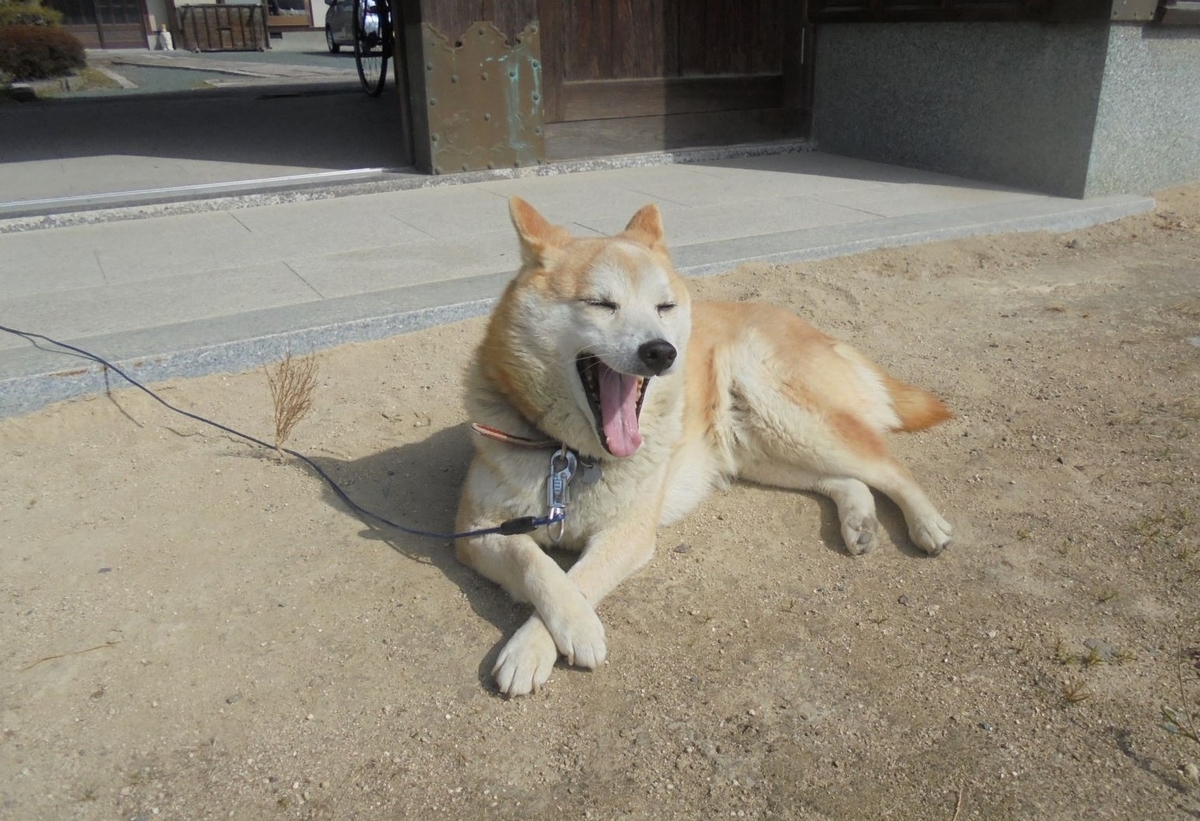 f:id:kon3815:20220306004554j:plain