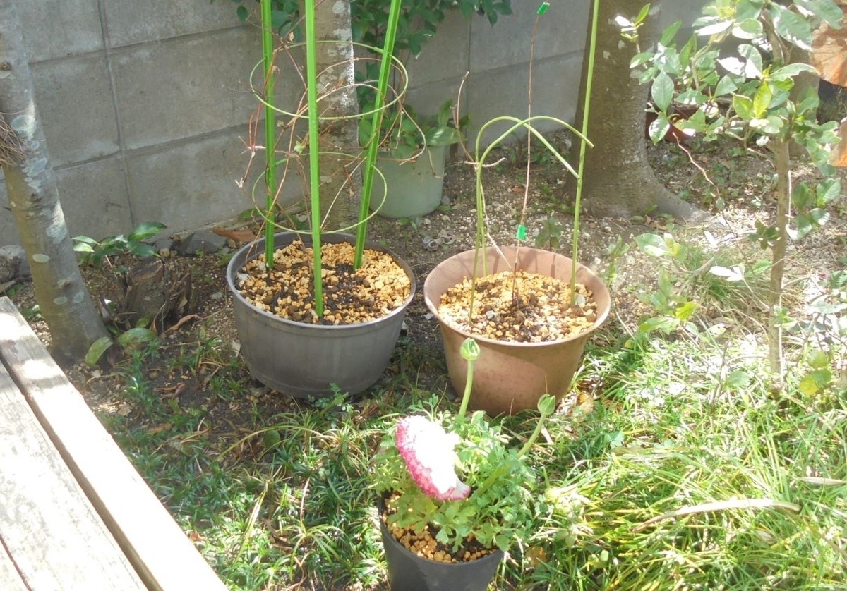 f:id:kon3815:20220307003744j:plain