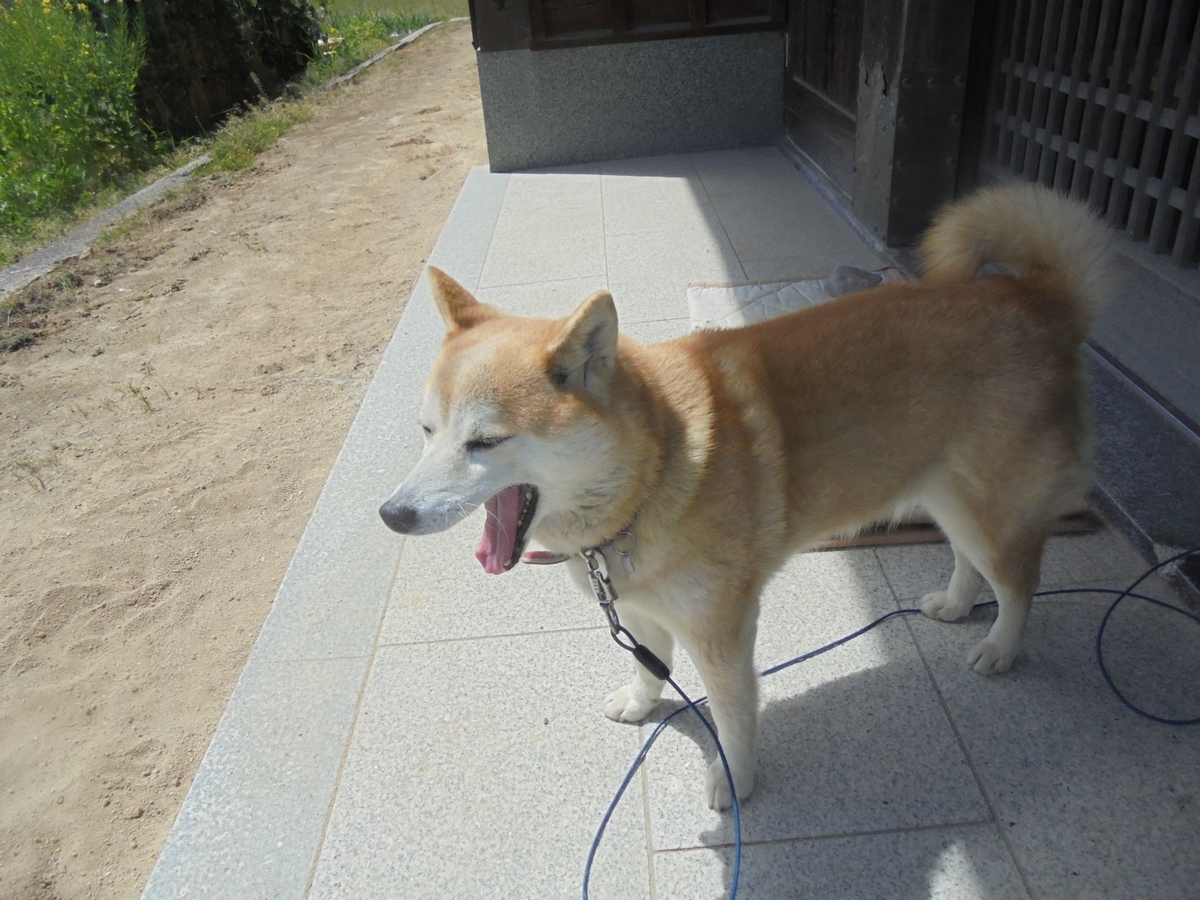 f:id:kon3815:20220406002612j:plain