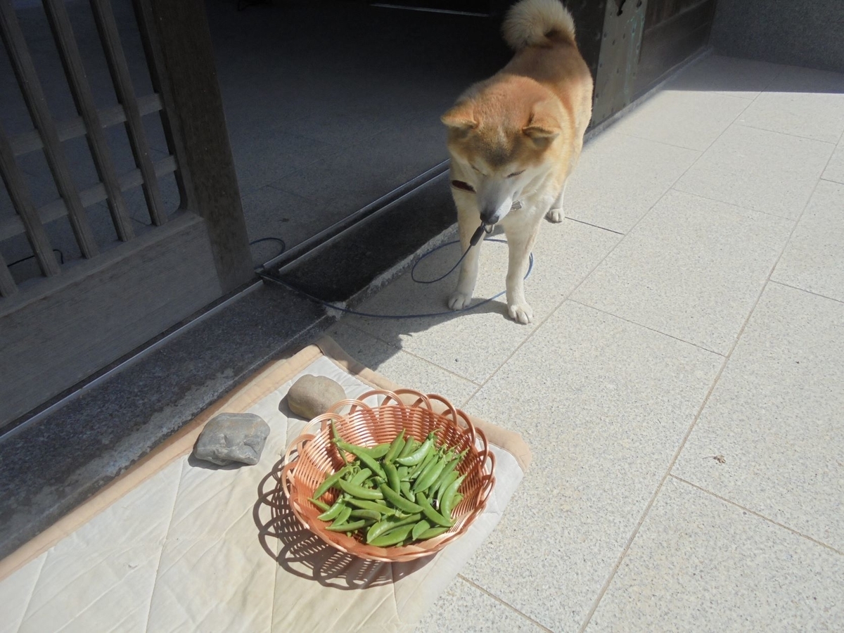 f:id:kon3815:20220408003124j:plain