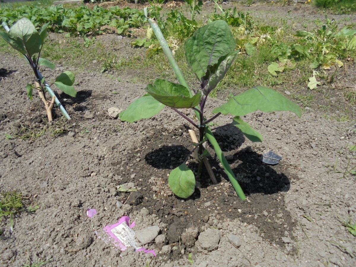 f:id:kon3815:20220418002004j:plain