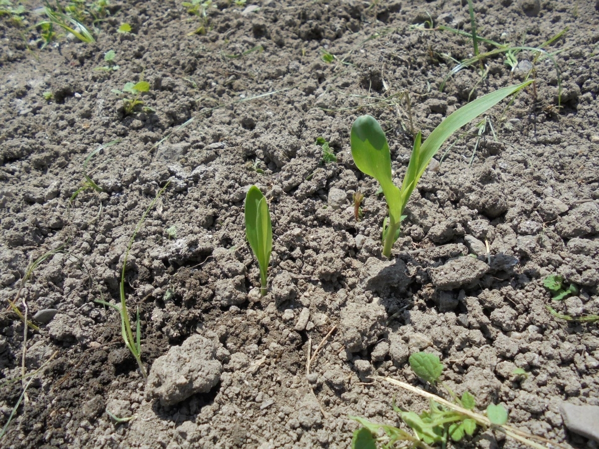 f:id:kon3815:20220418002410j:plain