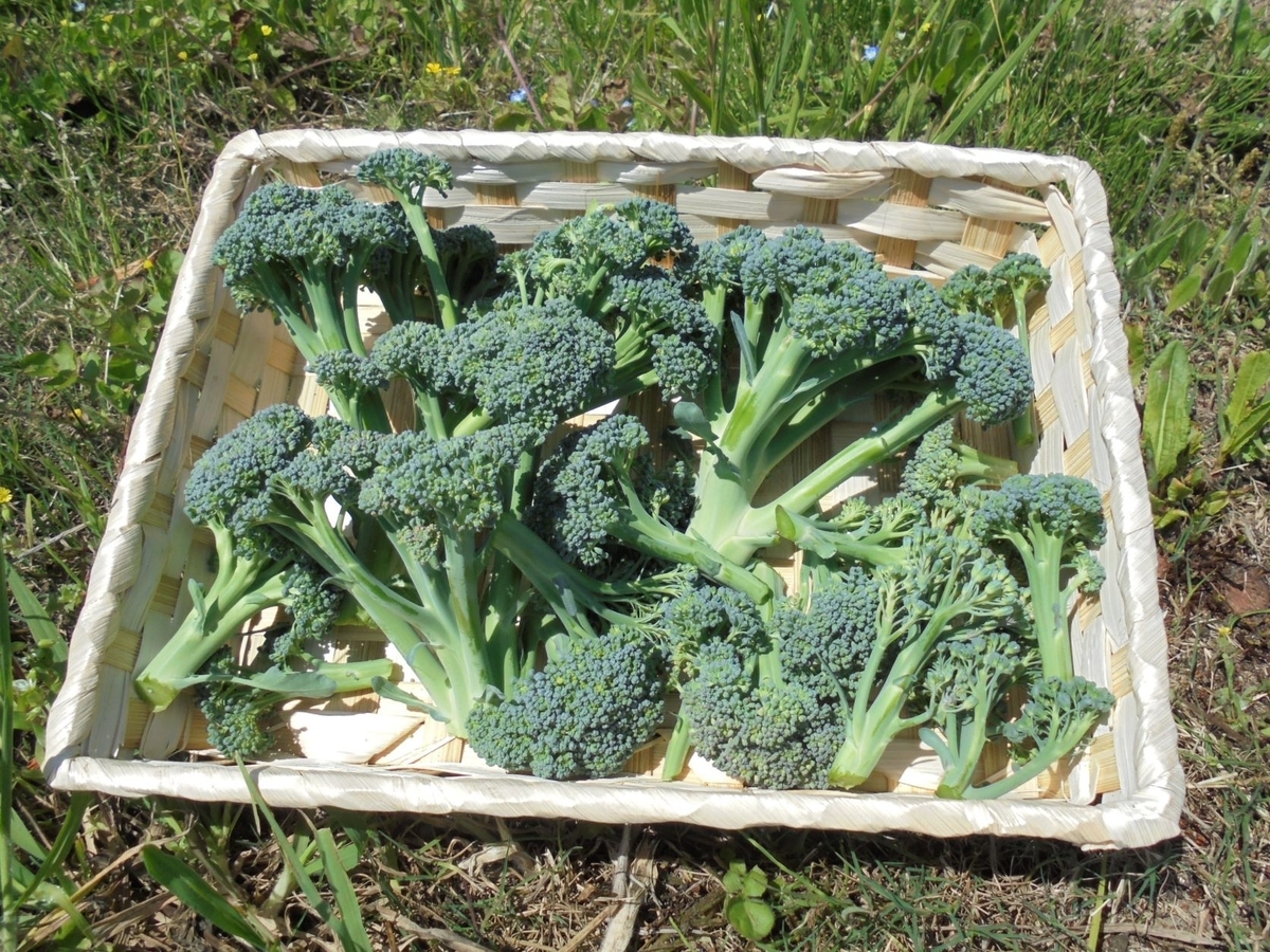 f:id:kon3815:20220418002835j:plain