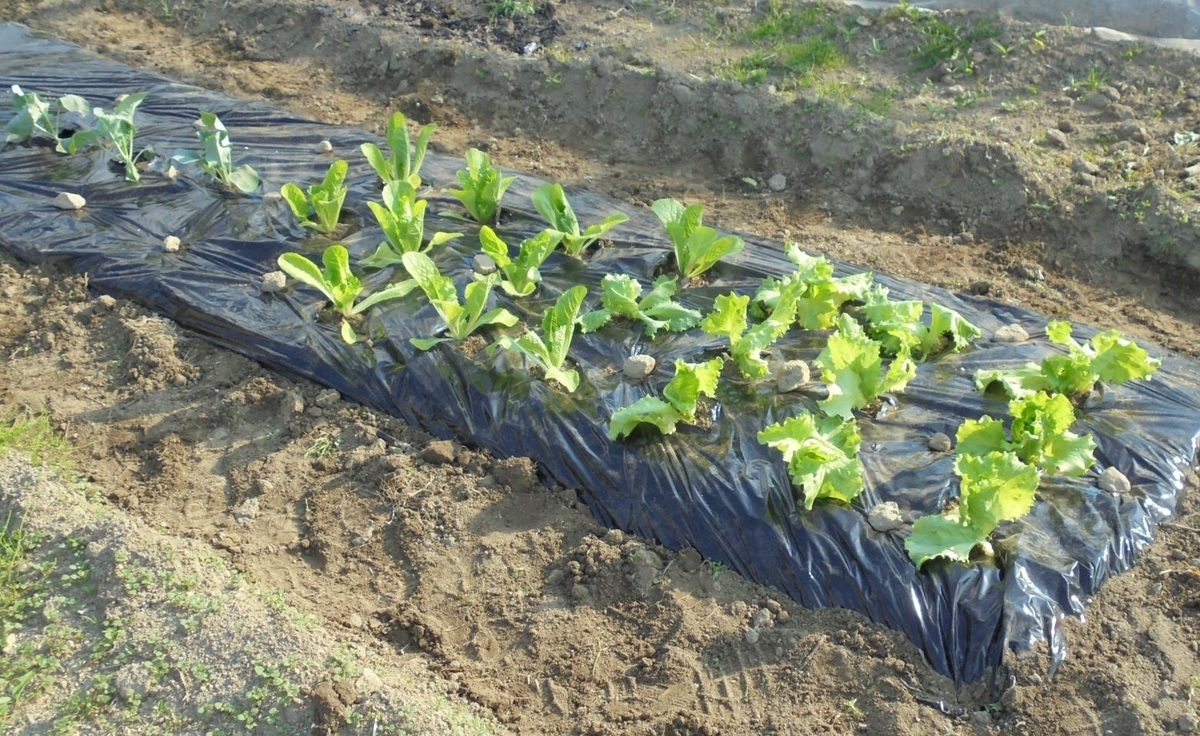 レタスやコンニャク芋の植え付け 工作工房製作奮闘記 レタスやコンニャク芋の植え付け 工作工房製作奮闘記