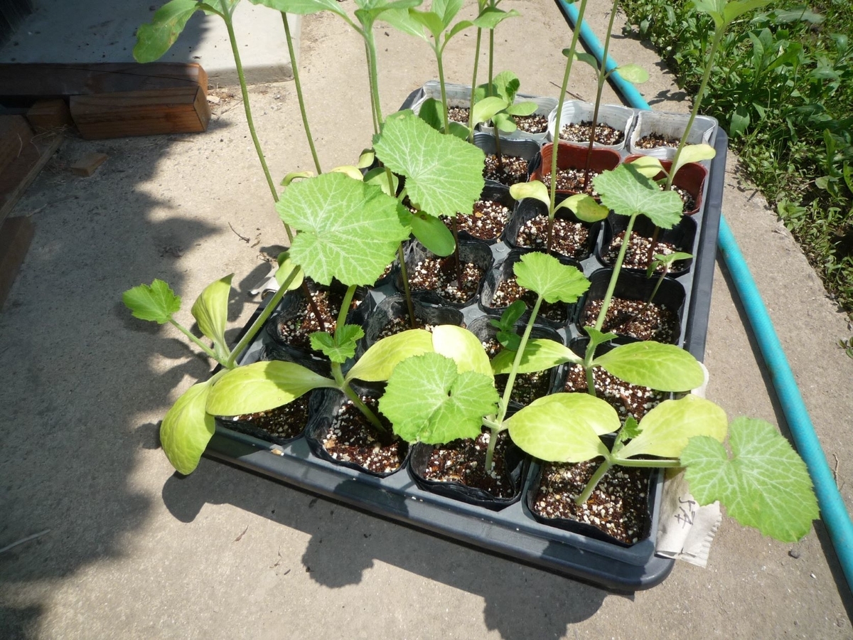 ズッキーニやカボチャなどの植え付け 工作工房製作奮闘記