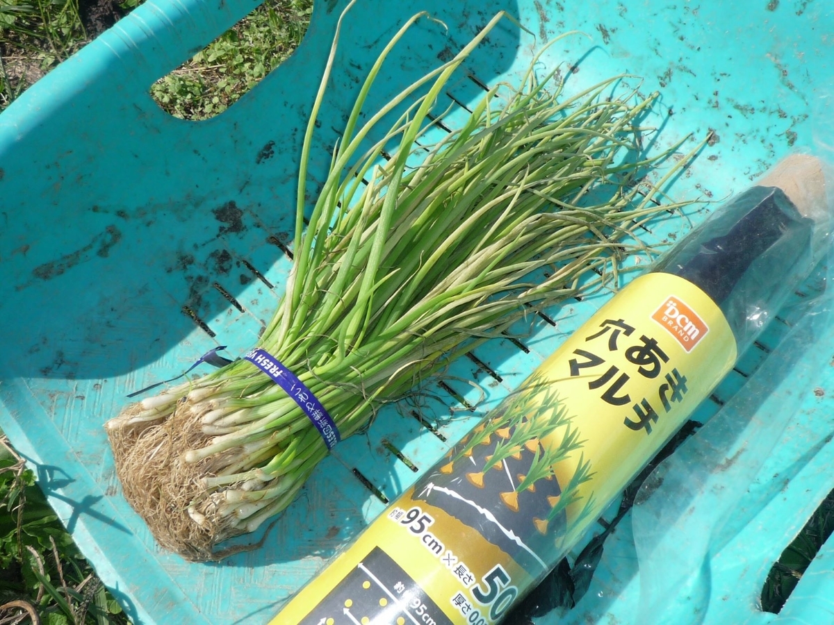 玉ねぎ苗【超極早生品種、浜笑1000本】【野菜苗】【玉葱苗