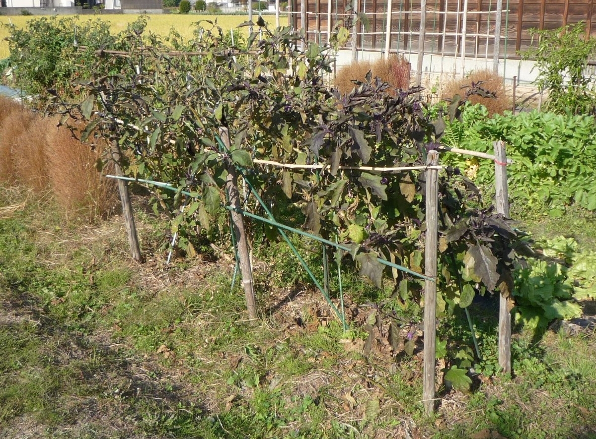 ナスの撤収と、そら豆の移植 - 工作工房製作奮闘記