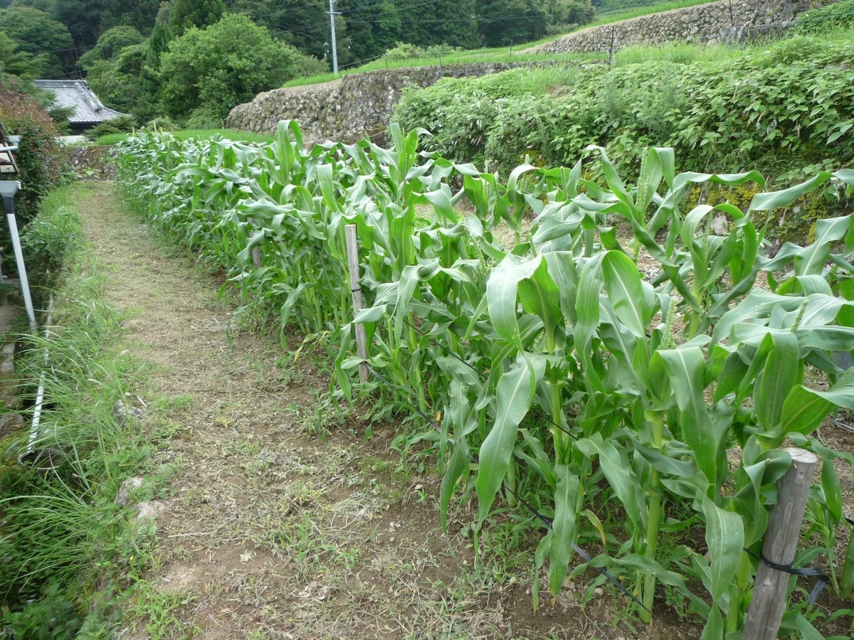 トウモロコシ２種類の追肥 - 工作工房製作奮闘記, image size:1200x900