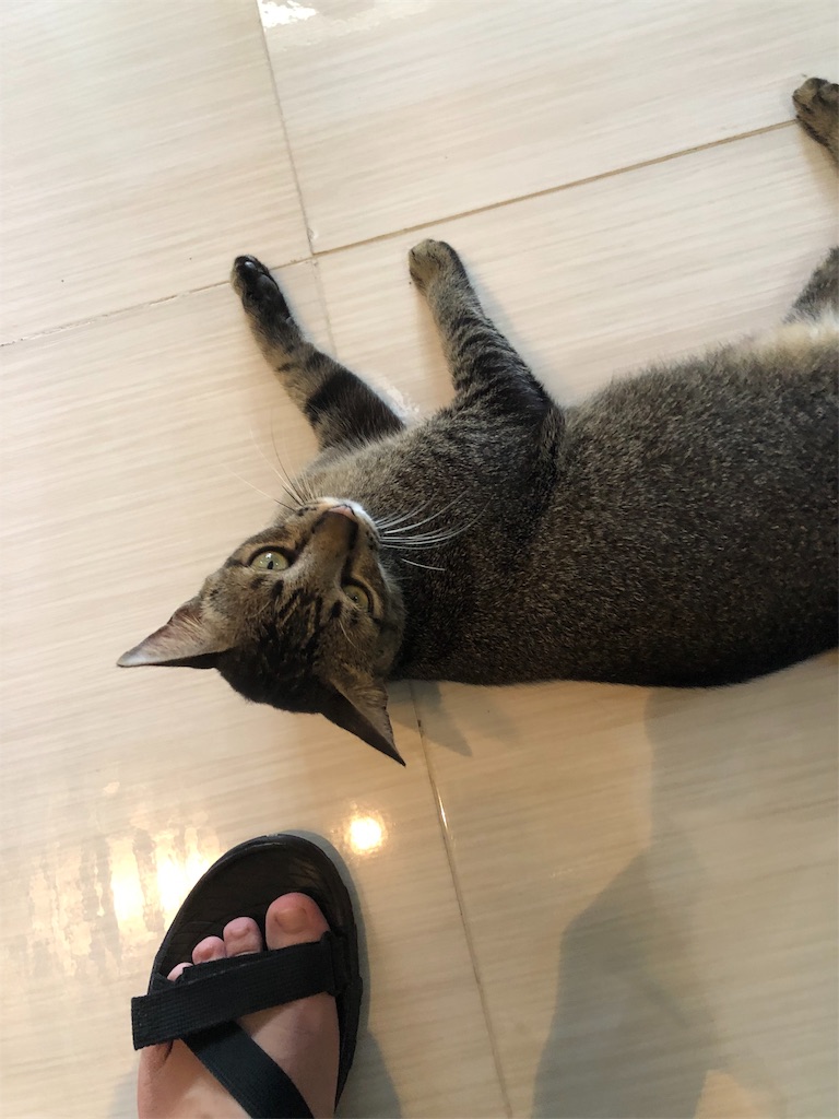 f:id:kon_yu:20190801114559j:plain