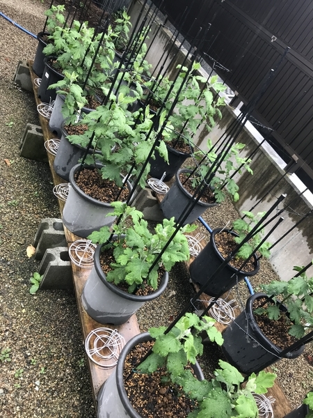 f:id:kona572:20200817165825j:plain