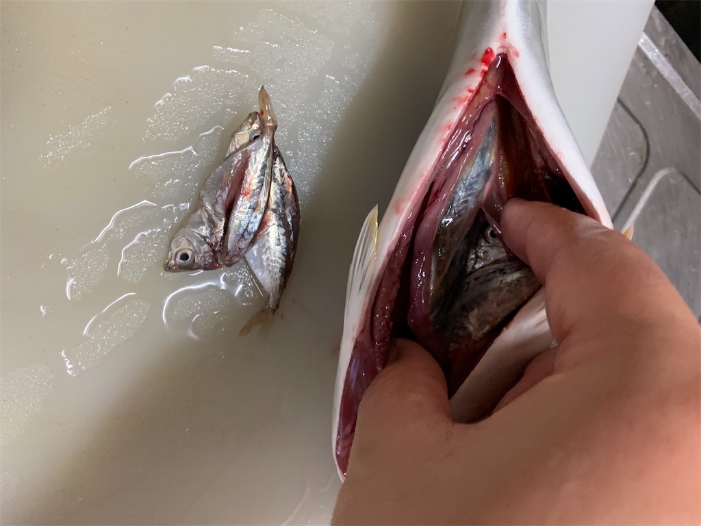 f:id:kona_c-x_f:20190630132116j:image f:id:kona_c-x_f:20190630132116j:image