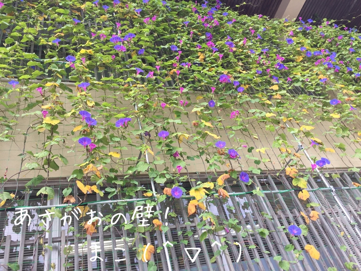 f:id:konachi:20191026152742j:plain