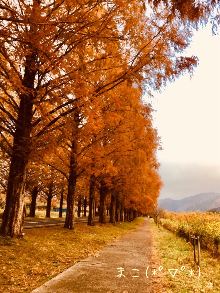 f:id:konachi:20191204142630j:image