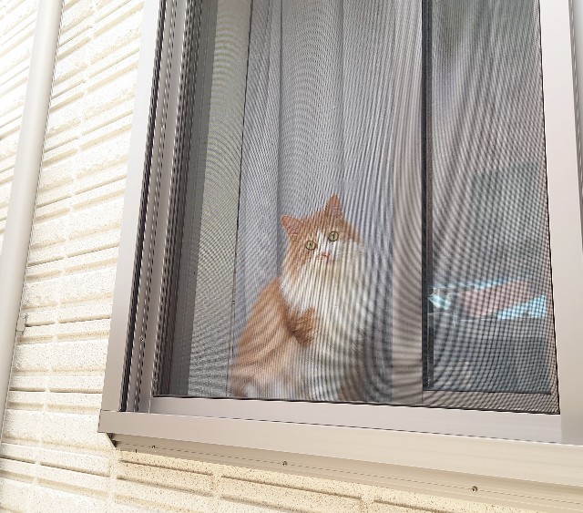 f:id:konashimaya:20210611111119j:image f:id:konashimaya:20210611111119j:image